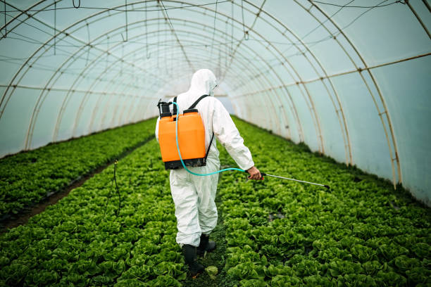 Best Affordable Pest Control Services  in Chalmette, LA