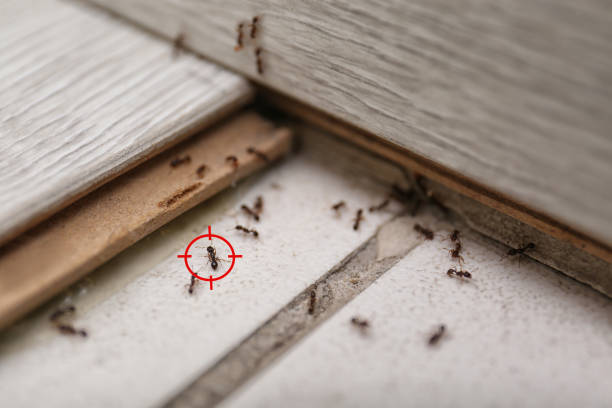 Best Affordable Pest Control Services  in Chalmette, LA