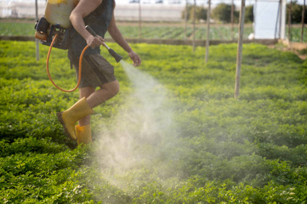 Best Pest Control Near Me  in Chalmette, LA