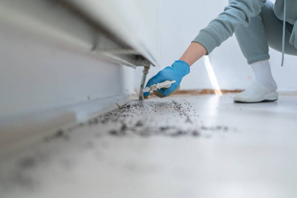 Trusted Chalmette, LA Pest Control Experts